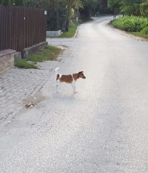 Foxi1 Foxi1